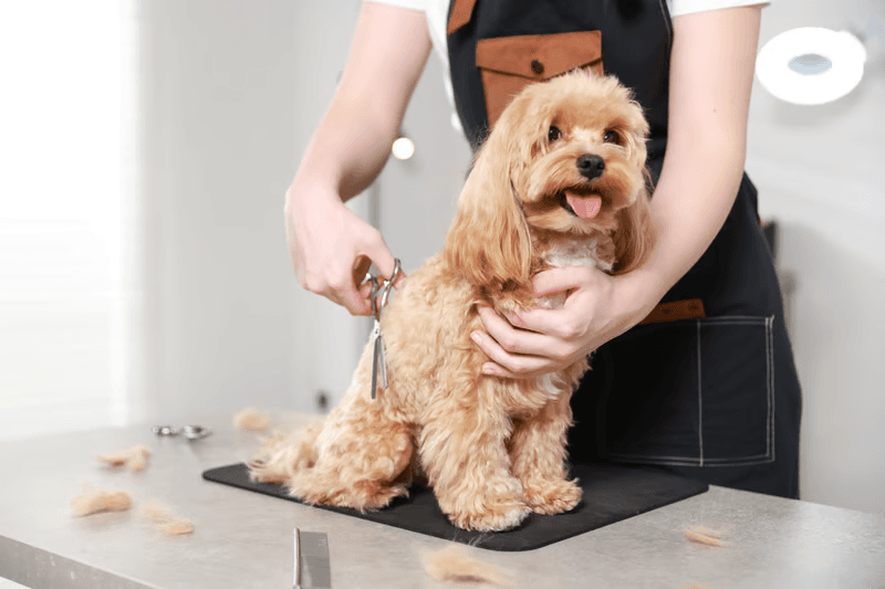 Groomers and caregivers