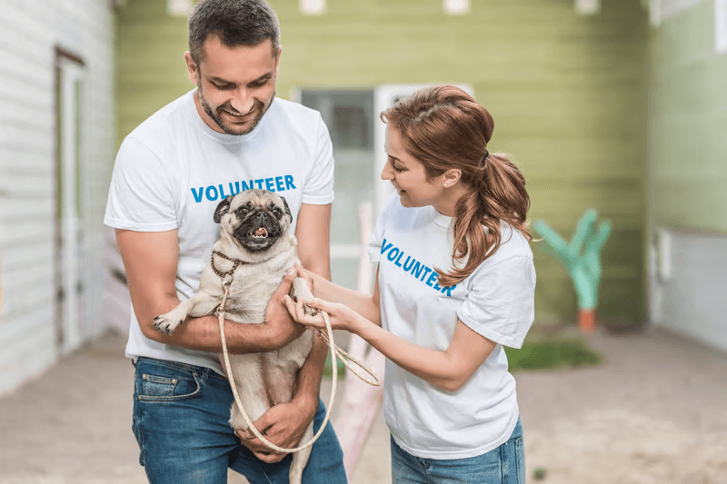 Rescues and dogs running