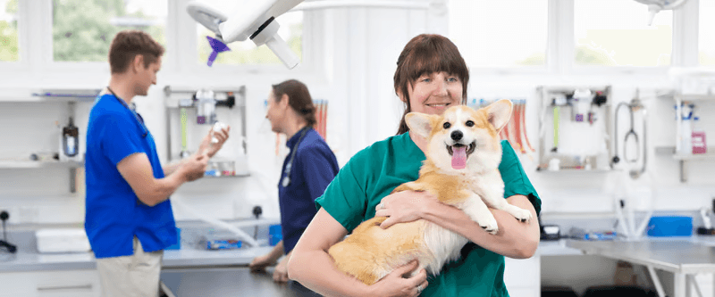 Cat dental check ad