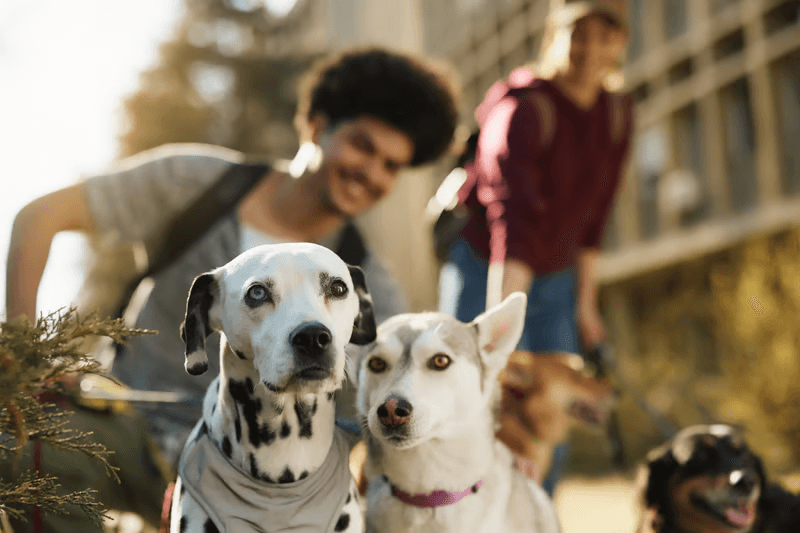 Animal welfare and brand safety