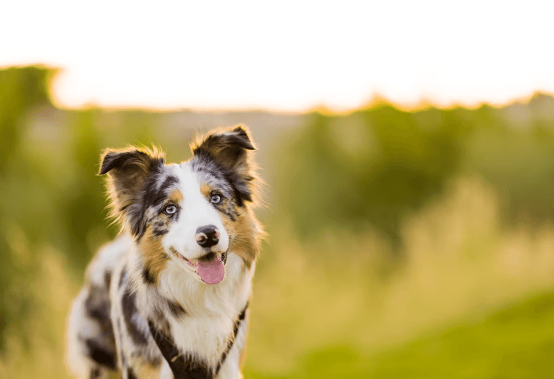 Purpose-built for animals