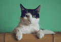 Cat Dental Month