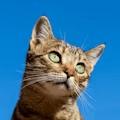 Foster Volunteer Drive