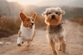 Puppy Class Signups