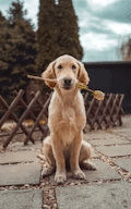 Senior Dog Food Launch