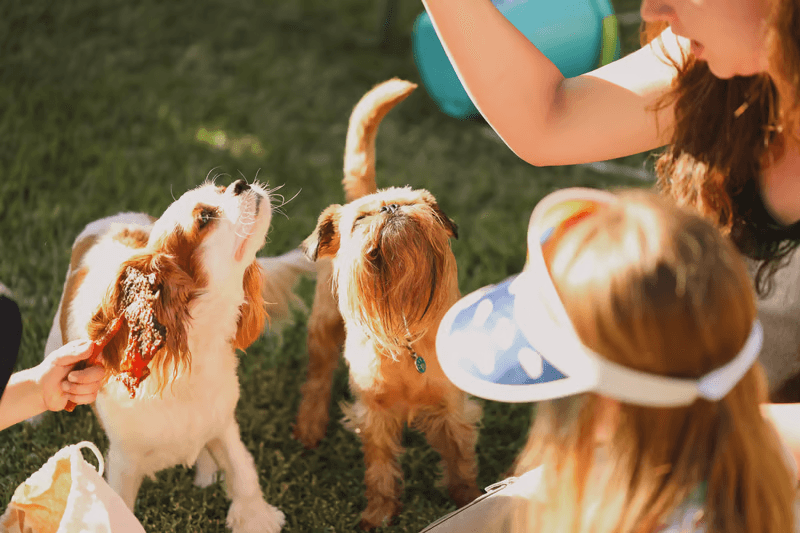 Two companion dogs in community care