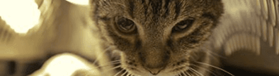 Feline Wellness Clinic Community banner