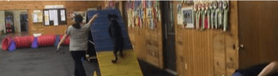 Calm Paws Dog Training Collective banner