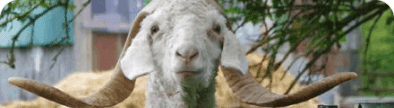 Regional Farm Sanctuary Shelter Group banner