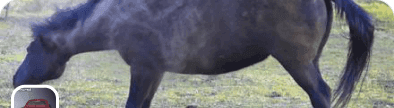 Equine Rescue & Rehabilitation banner