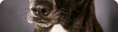 Downtown Humane Society Circle banner