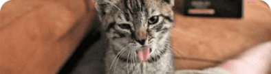 Feline Foster Network banner