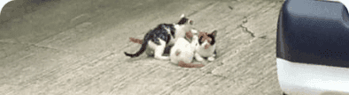 Backyard Litter Foster Circle banner