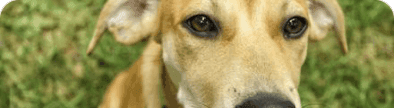 Puppy Foster Support Group banner