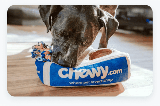 A dog training session in progress