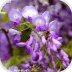 Pollinators