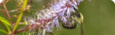 Backyard Pollinator Alliance banner