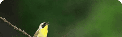 Urban Bird Conservation Network banner