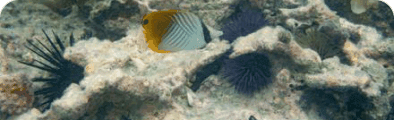 Coral Reef Watch Community banner
