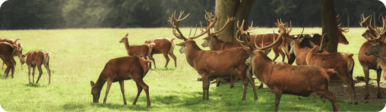 Calm forest with deer