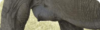Elephant Conservation Discussion Group banner