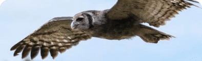 Owl & Raptor Watchers banner