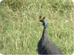 Grasslands & savanna