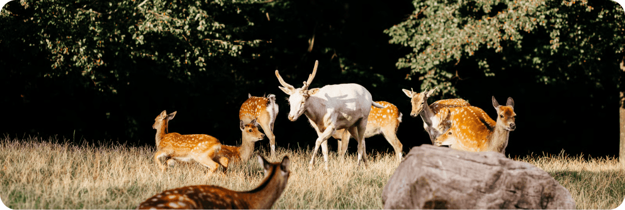 Misty forest wildlife