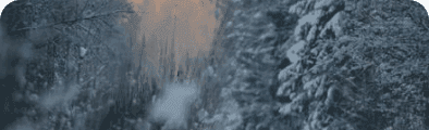 Wolf & Predator Coexistence Forum banner