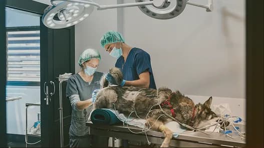 Veterinary surgeons operating on an animal in a clinic