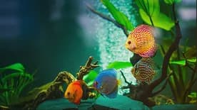 Tropical fish swimming among aquarium plants
