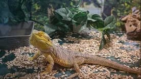 A bearded dragon basking on bark substrate