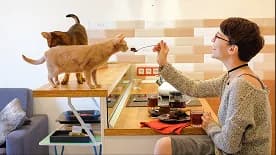 A person at a kitchen counter with two foster cats