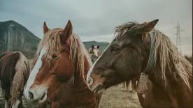 Two horses side by side at a sanctuary