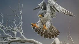 A peregrine falcon landing on a bare branch