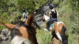 Riders on horseback along a wooded trail