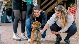 Two people crouching to greet a small rescue dog