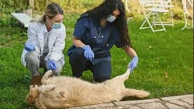 Two veterinary staff treating an animal on the grass