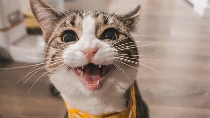 A cat in a yellow bandana, mouth open mid-meow