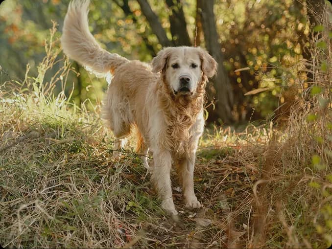 A golden retriever standing in a sunlit meadow