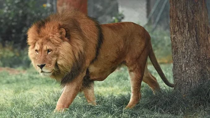 A lion walking past a tree on open grass