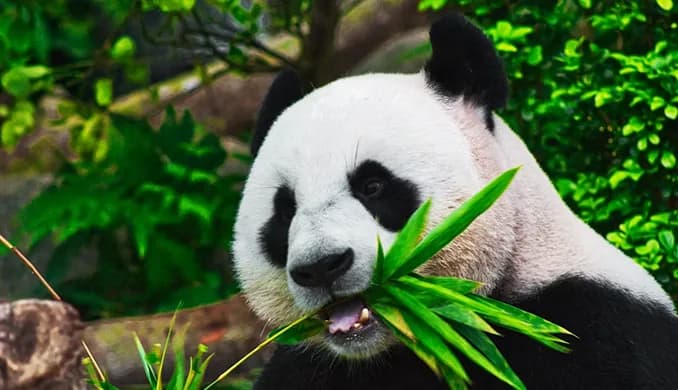 A giant panda eating bamboo