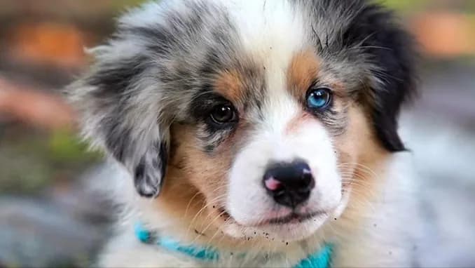 An Australian shepherd puppy with one blue eye