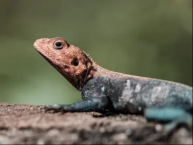 A lizard basking on a rock