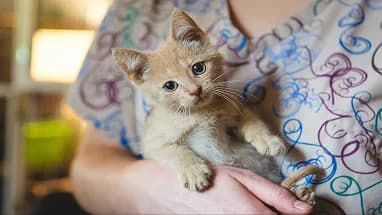 A person holding a ginger kitten