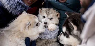 Husky puppies snuggled together