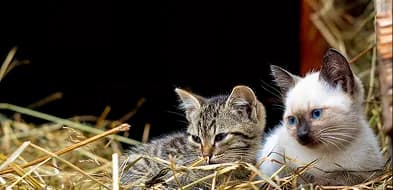 Two kittens resting in straw