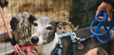 A whippet in a harness at a training class