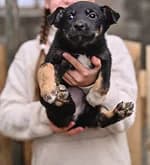 A person holding a black puppy