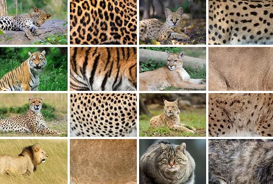 A grid of big cats and wild cat fur patterns